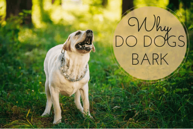 Barking is a form of communication in dogs