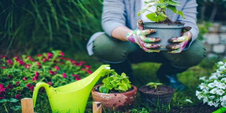 The Beginner’s Guide to Starting a Garden