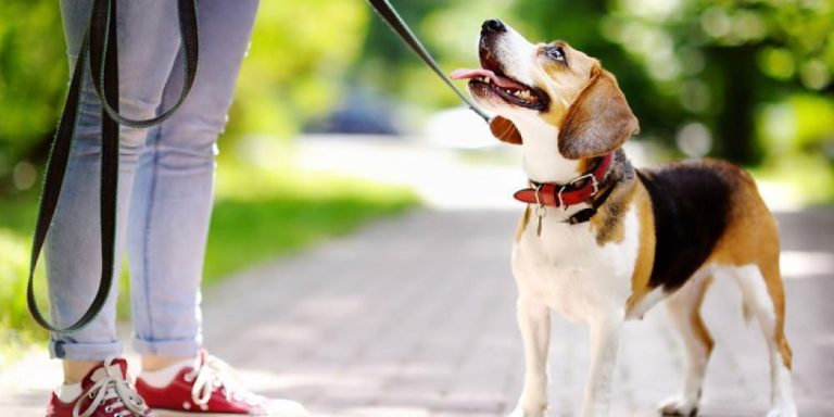 Considerations to Take Before Purchasing a Dog Leash